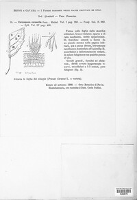 Mycosphaerella cerasella image